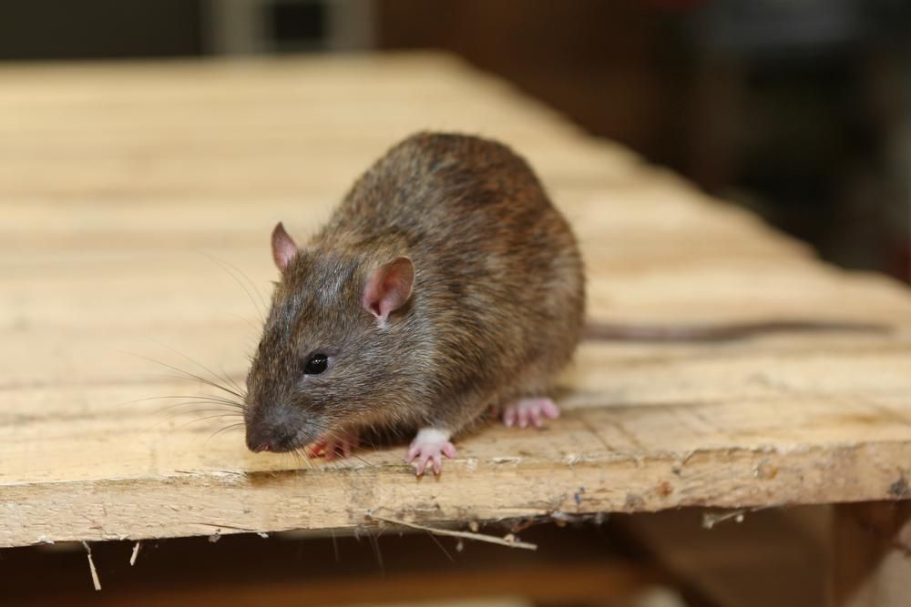 A Brown Rat is Sitting on Top of a Wooden Table — Allied Pest Management Northern Rivers in Brunswick Heads, NSW