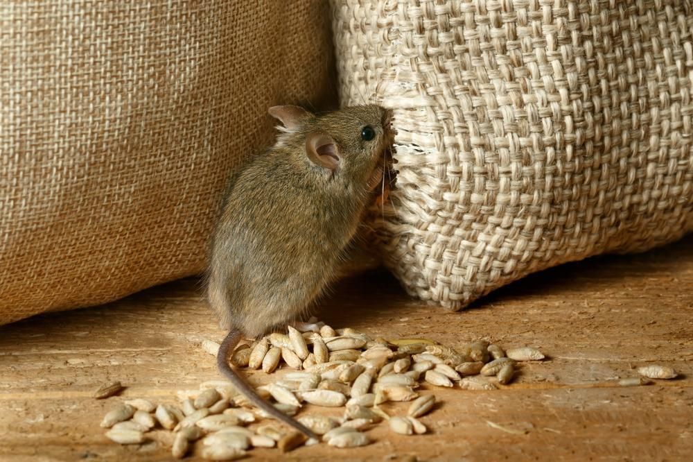A Mouse Is Standing Next to A Bag of Sunflower Seeds — Allied Pest Management Northern Rivers in Tregeagle, NSW