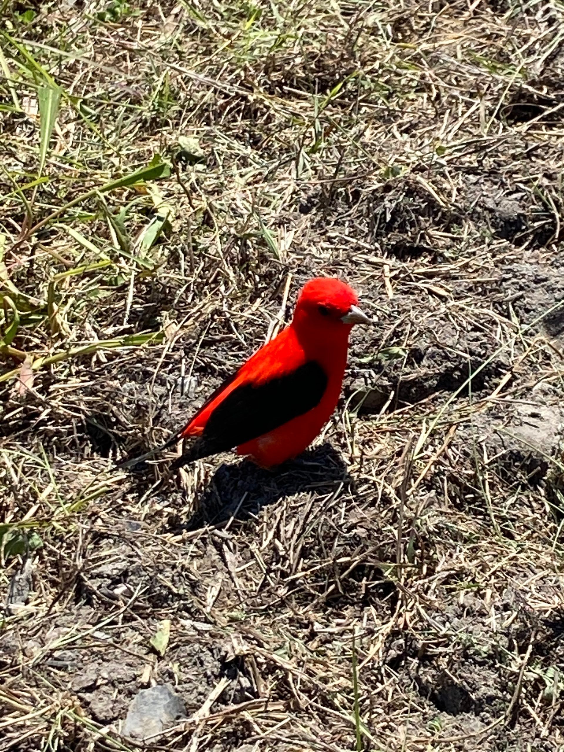 Birding in Port Fourchon
