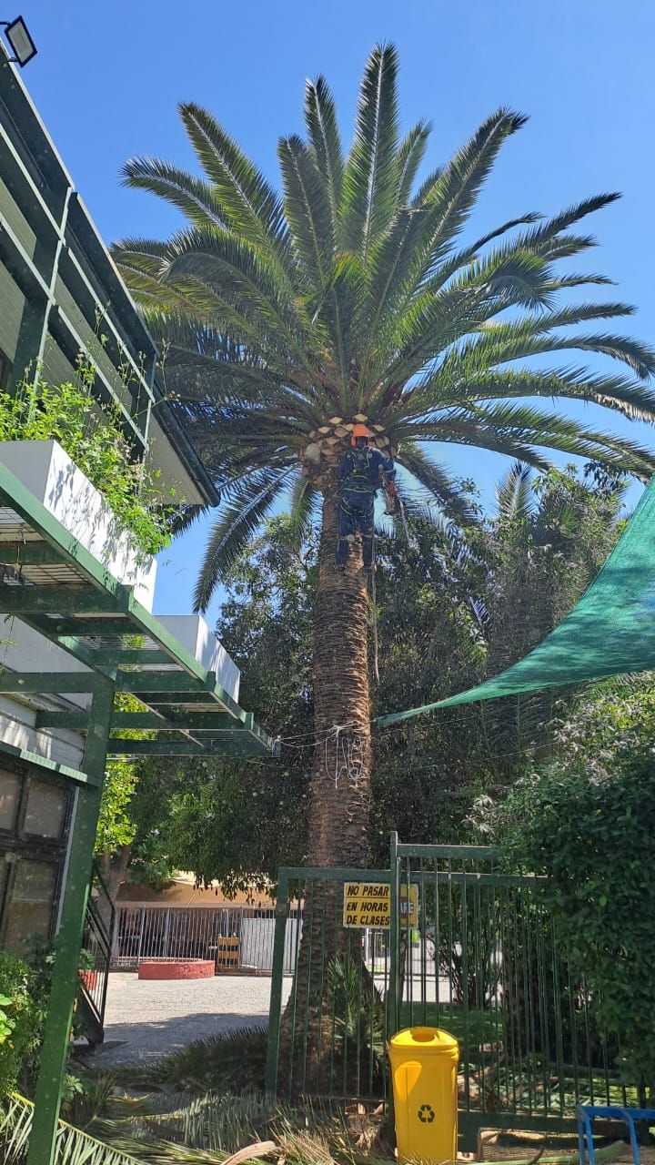 robles-del-sur