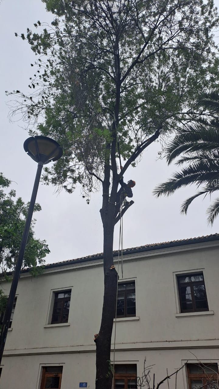 robles-del-sur