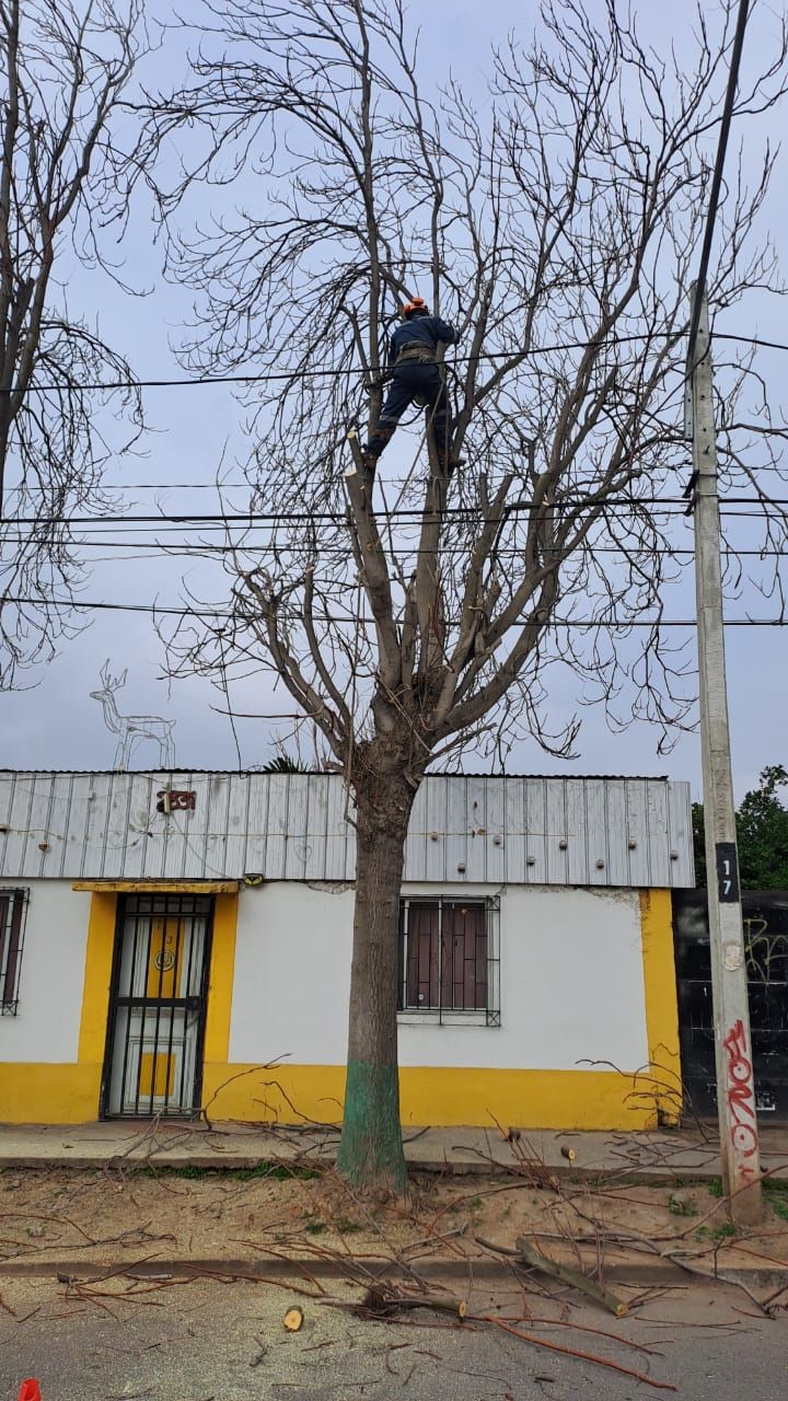 robles-del-sur