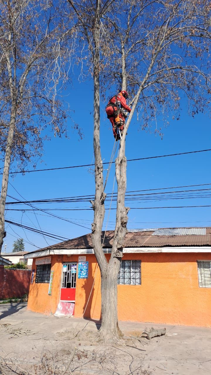 robles-del-sur