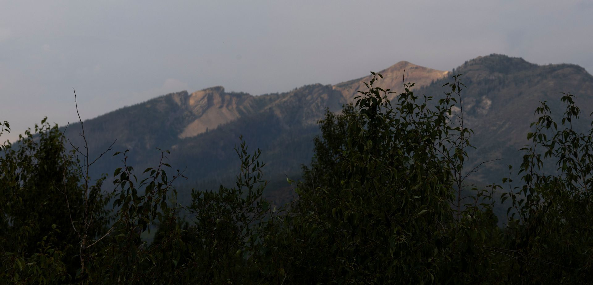 A mountain is visible through the trees in the foreground