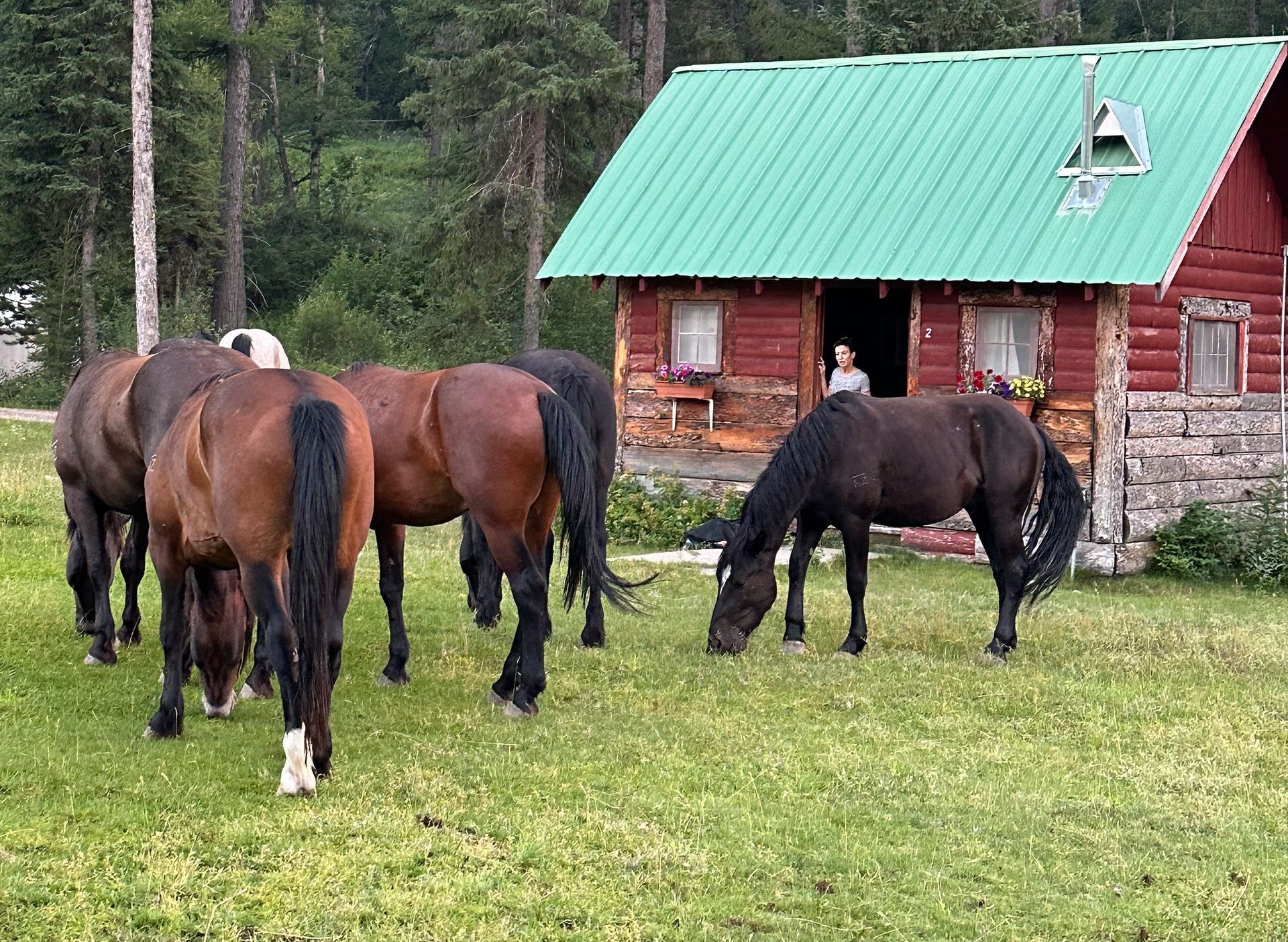 A group of horses grazing in front of a log cabin