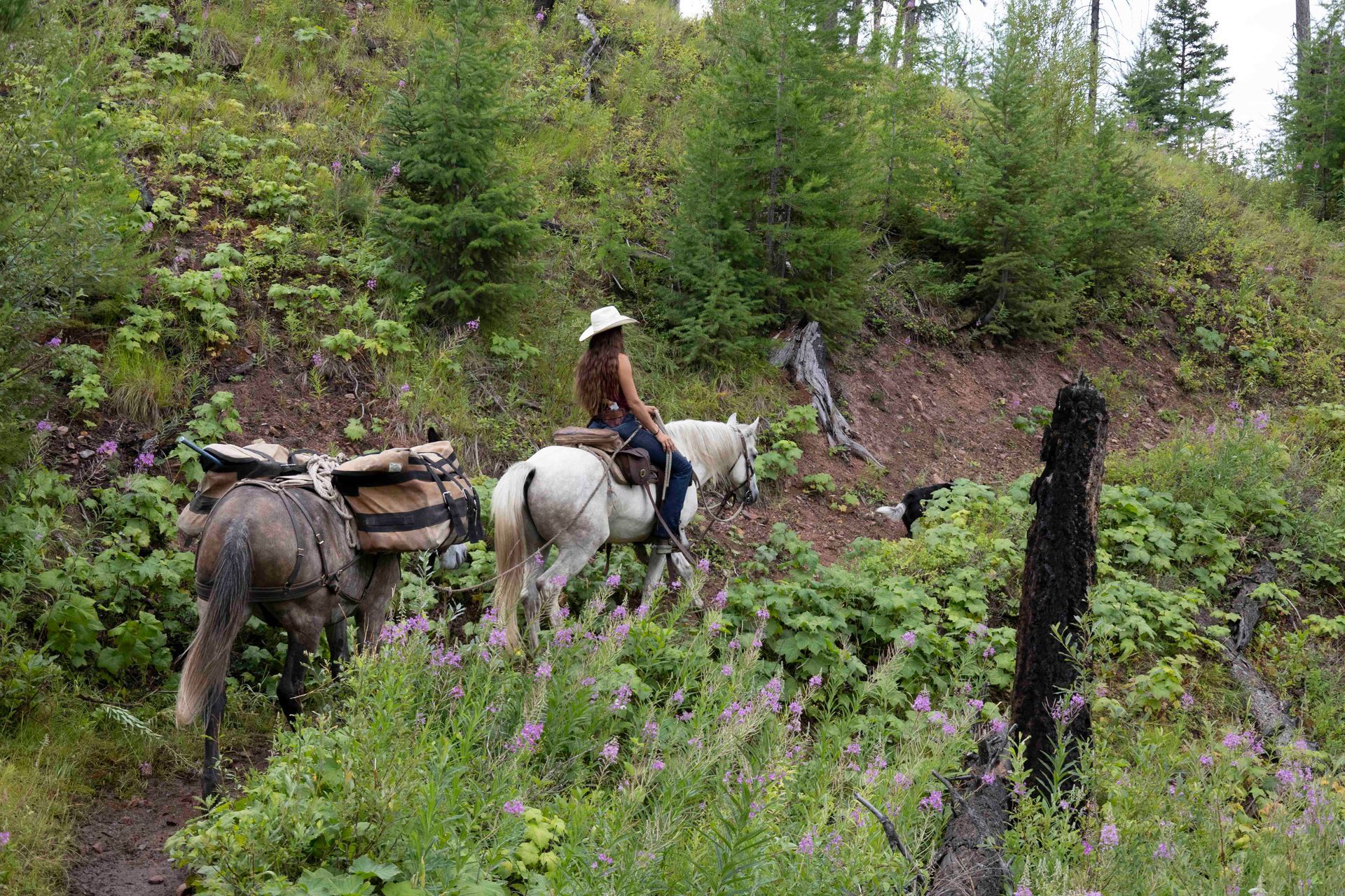 A man is riding a horse with two donkeys pulling it.