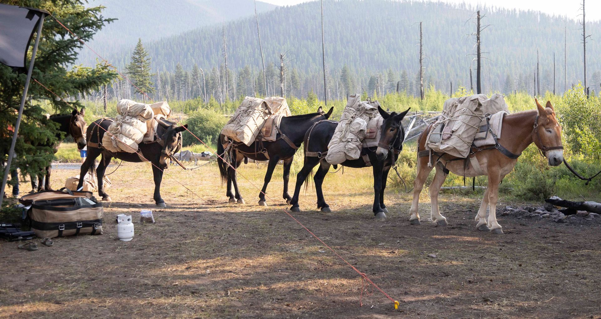 A group of donkeys are standing in a field with mountains in the background.