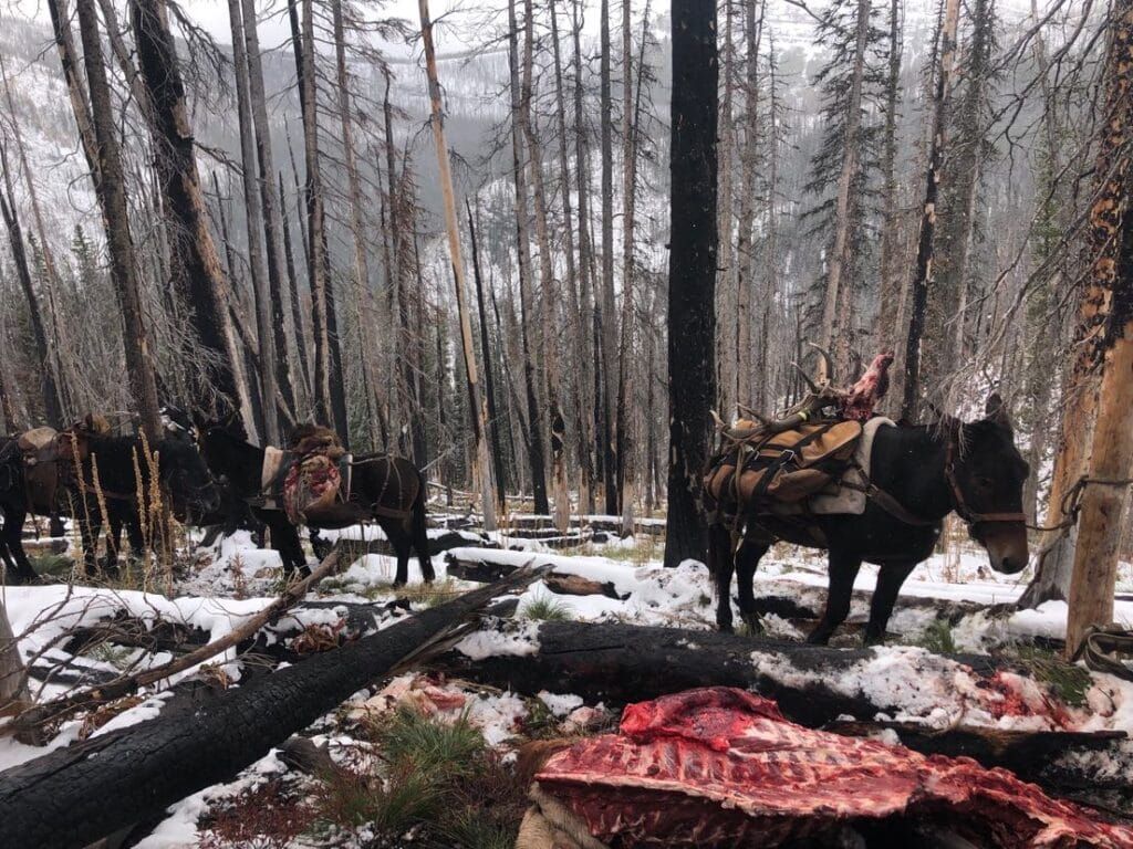 A group of horses are standing in the snow in a forest.