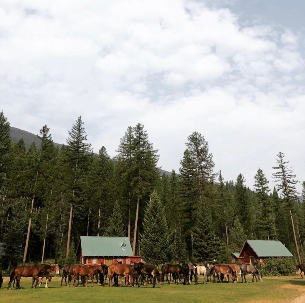 A herd of horses are grazing in a field in front of a cabin