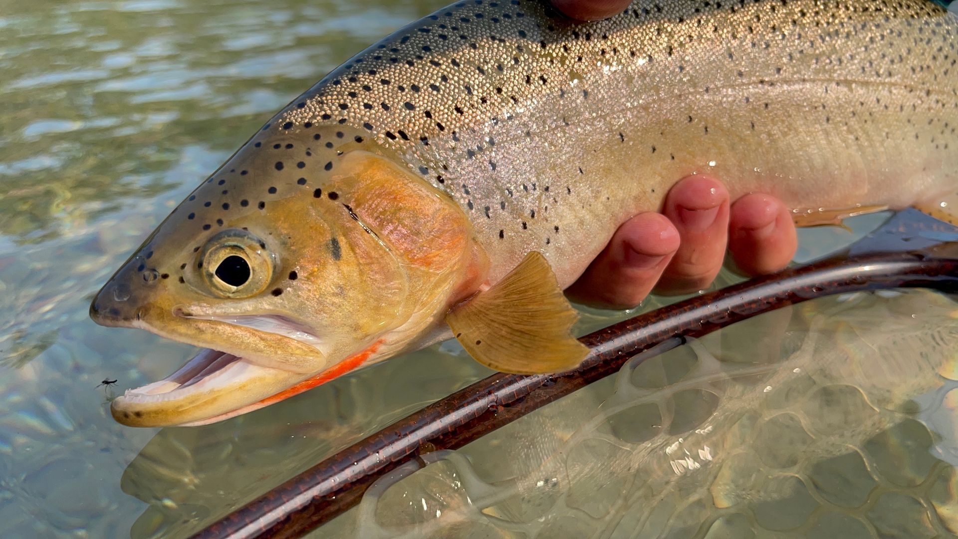 A person is holding a rainbow trout in their hands.