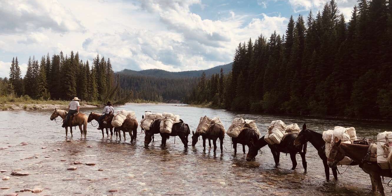 A herd of horses are walking across a river.