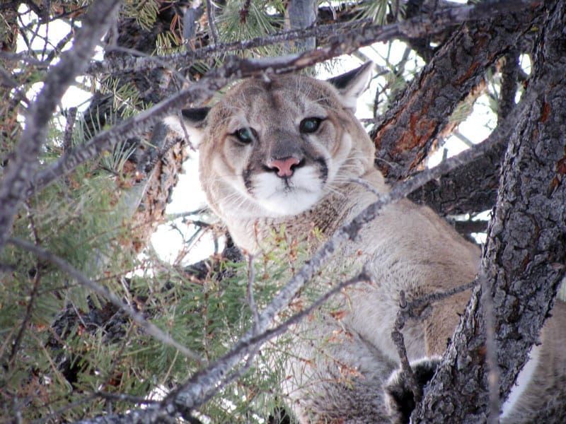 A mountain lion is sitting in a tree looking at the camera