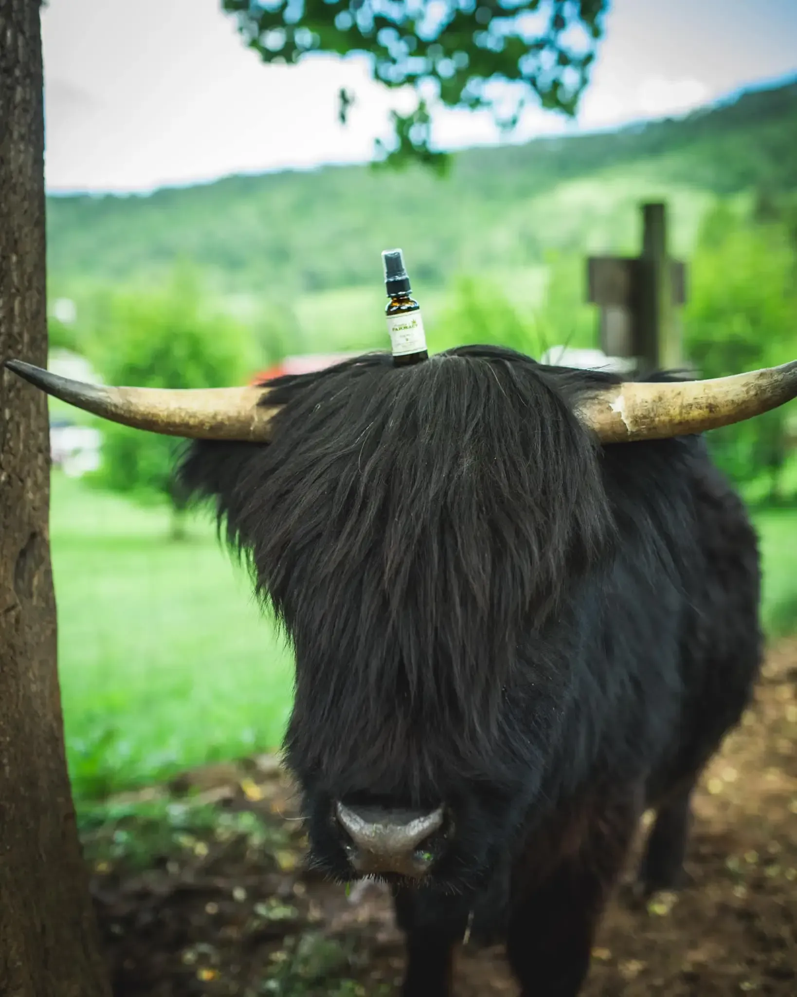 Black Highland cow with long horns balancing a bottle of CBD oil on its head outdoors at Franny's Farm Aesheville