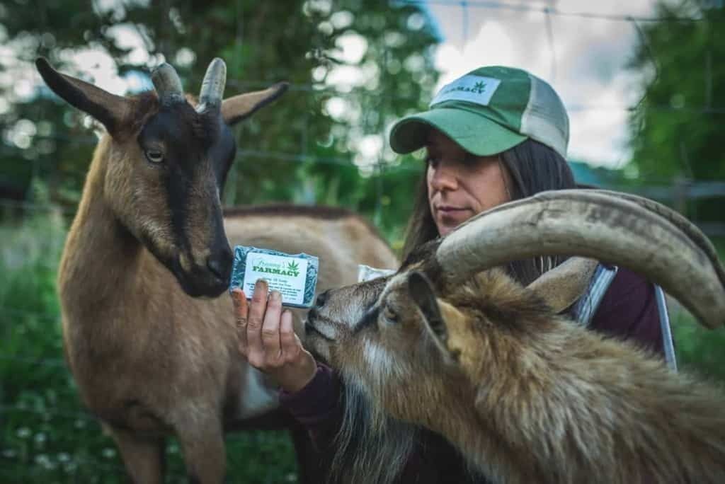 Woman in Franny's Farmacy hat holds a bar of hemp soap up to two goats who are nuzzling it on Franny's Farm