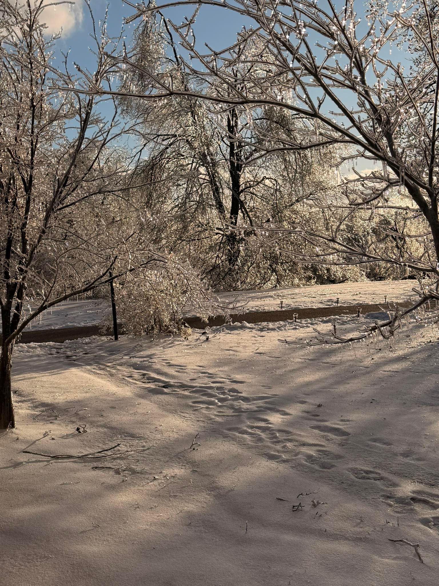 Snow-covered orchard with frost-coated trees in winter sunlight