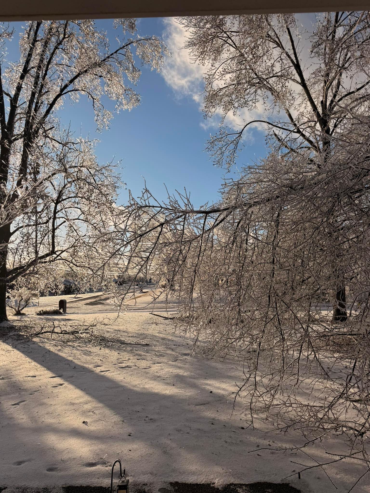 Snow-covered trees arch over a park path under a clear blue sky.