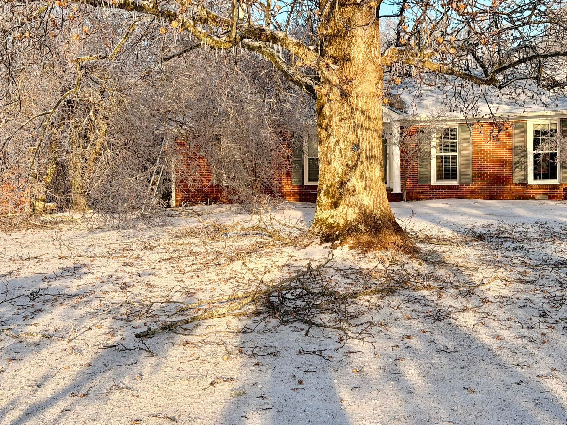 Snow-covered yard with a large tree casting long shadows in front of a red brick house