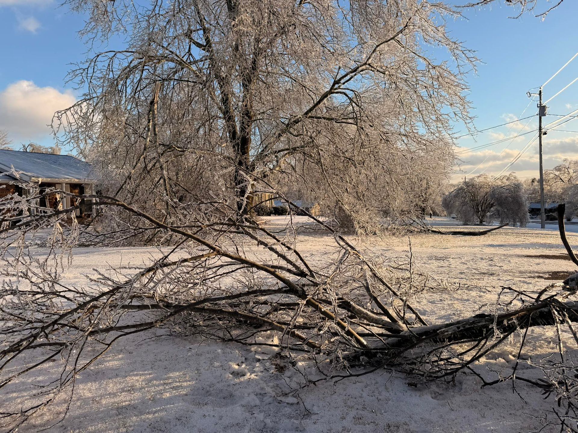 Snow-covered tree with fallen branches in a winter yard under a cloudy sky