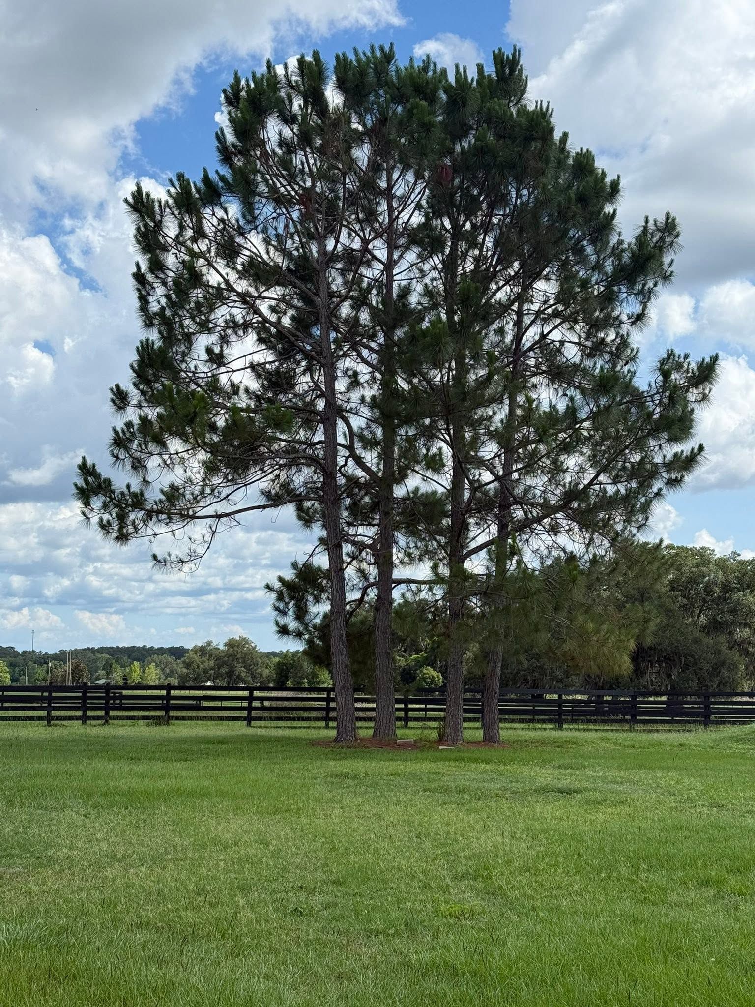 Tall pine tree in a grassy field with a wooden fence under a partly cloudy sky