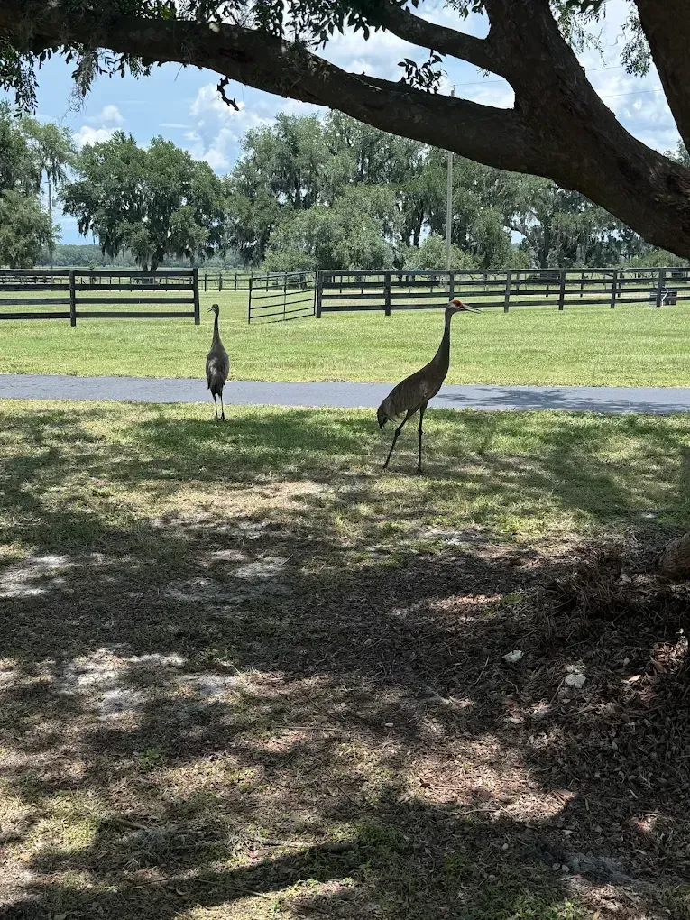 Two birds standing in a shaded grassy field near a wooden fence and trees.