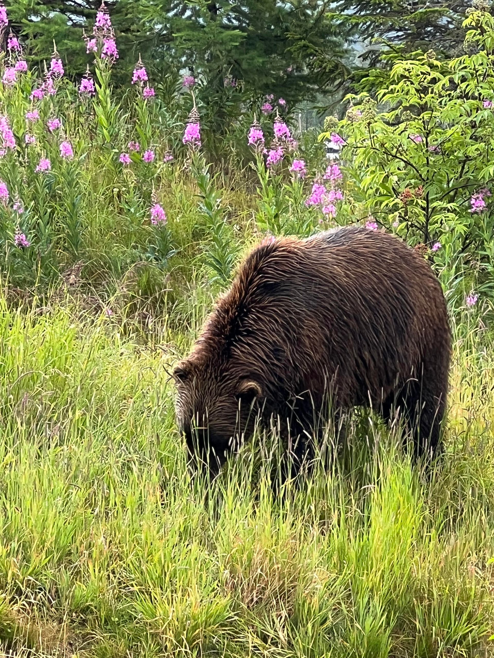 Full-Day Seward Cruise Transit Tour to and From Anchorage