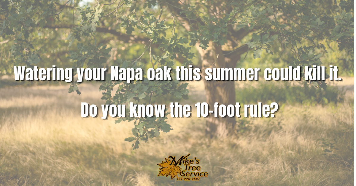 Oak tree care Napa Valley CA Mike's Tree Service native oak Valley Oak Coast Live Oak