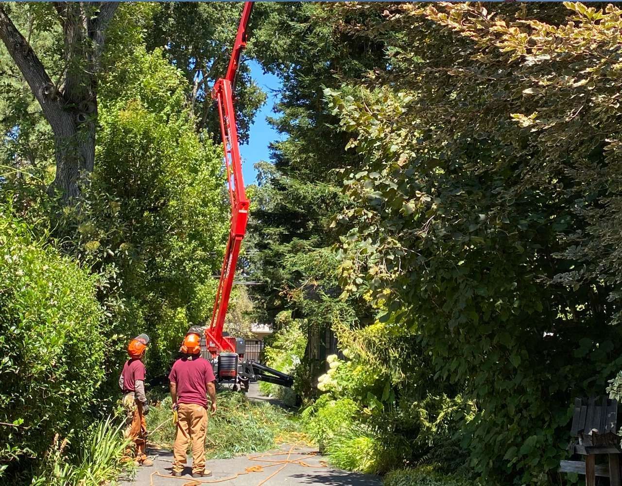A red crane is cutting a tree in the middle of a forest.