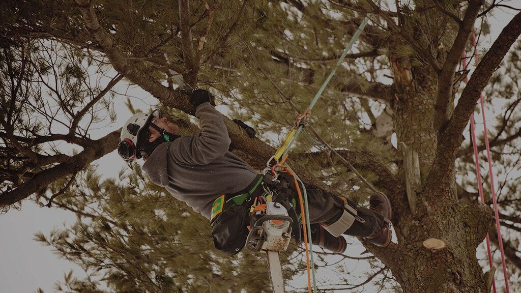 Person climbing a tree with climbing gear and ropes among dense branches