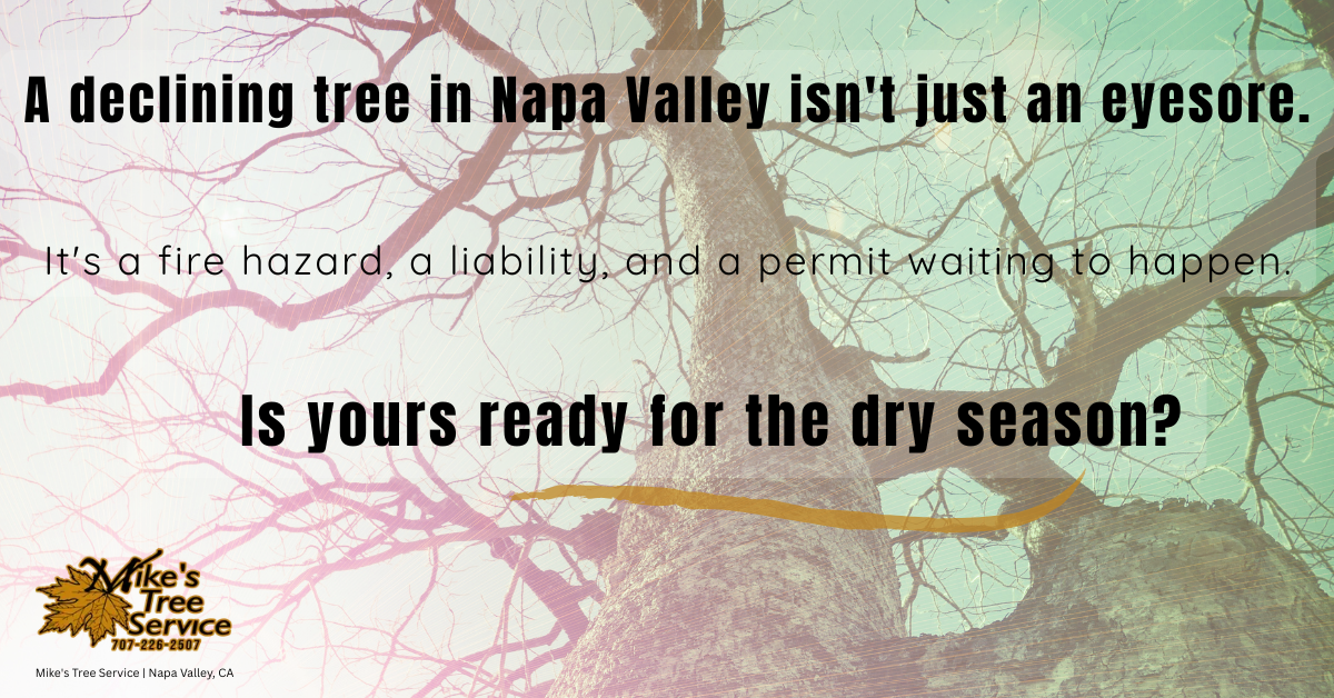 Tree removal Napa Valley CA Mike's Tree Service certified arborist wine country