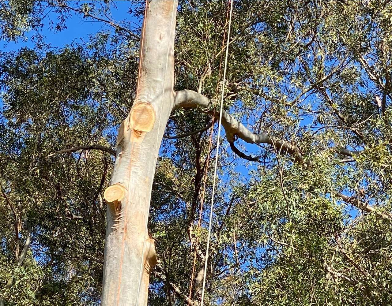 A person is cutting a tree with a chainsaw.