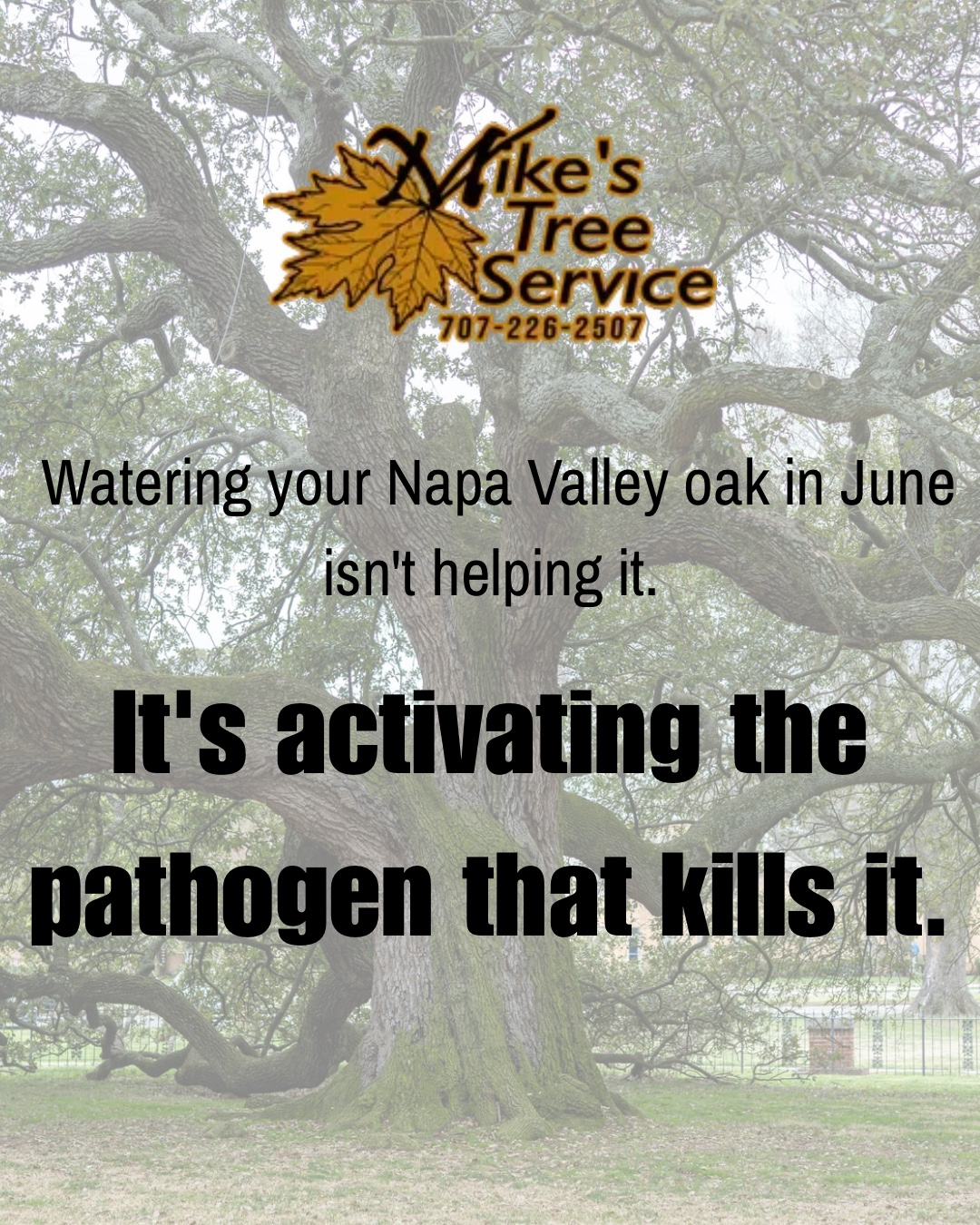 Watering Napa Valley trees June Mike's Tree Service early summer hydration oak drought care