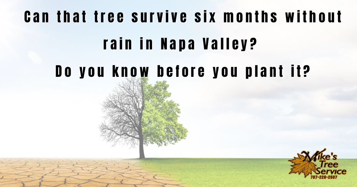 Best trees Napa Valley property Mike's Tree Service species selection drought tolerant native oak