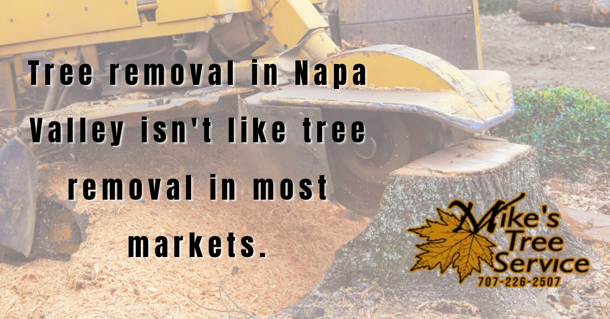Tree removal Napa Valley Mike's Tree Service certified arborist permit native oak hillside