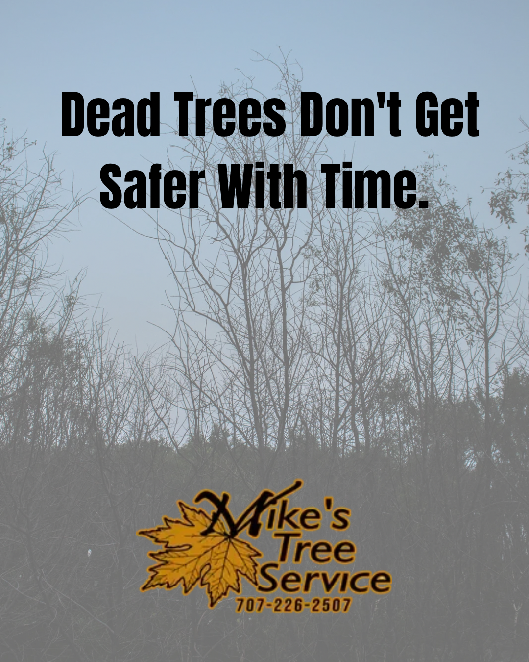 Dead trees with text: “Dead Trees Don’t Get Safer With Time.” Mike’s Tree Service logo below.