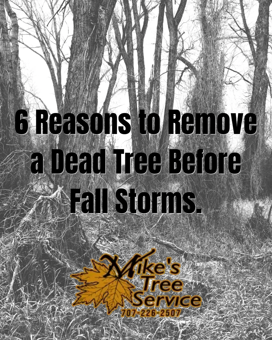 Dead tree in winter woods with text: “6 Reasons to Remove a Dead Tree Before Fall Storms.”