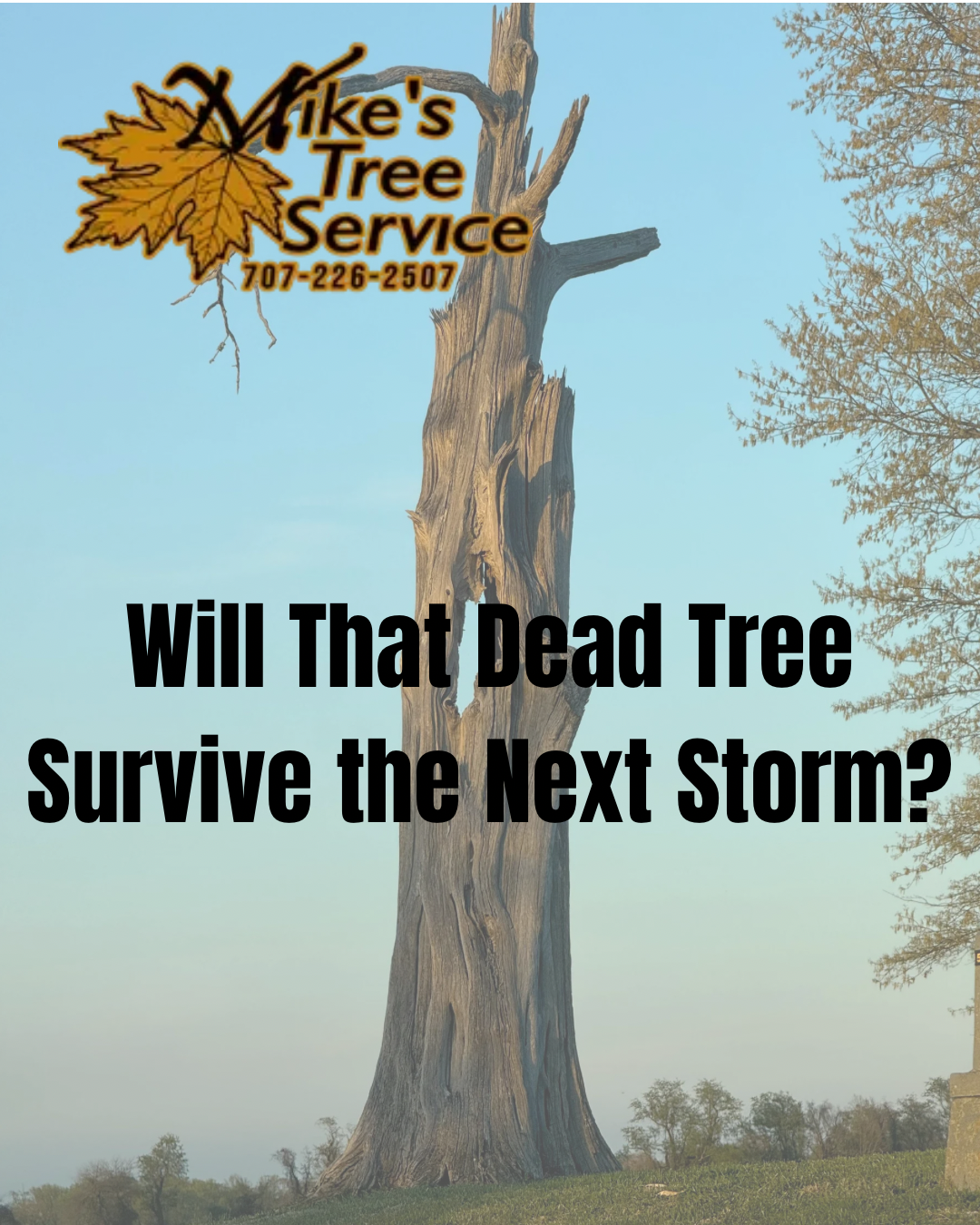 Dead tree in a field with “Will That Dead Tree Survive the Next Storm?” and Mike’s Tree Service logo