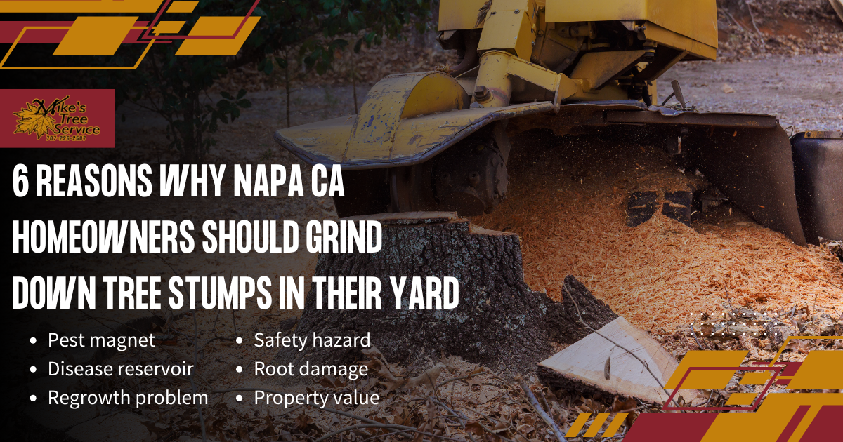 Bulldozer pushing tree stumps with text about 6 reasons NAPA CA homeowners should grind down tree stumps in their yard