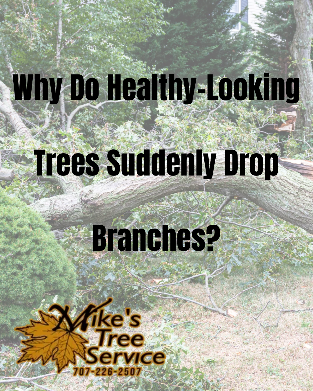Text poster of a tree warning: “Why Do Healthy-Looking Trees Suddenly Drop Branches?” with a fallen branch.
