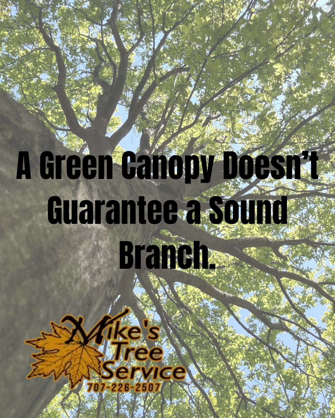 Tree canopy with text:
