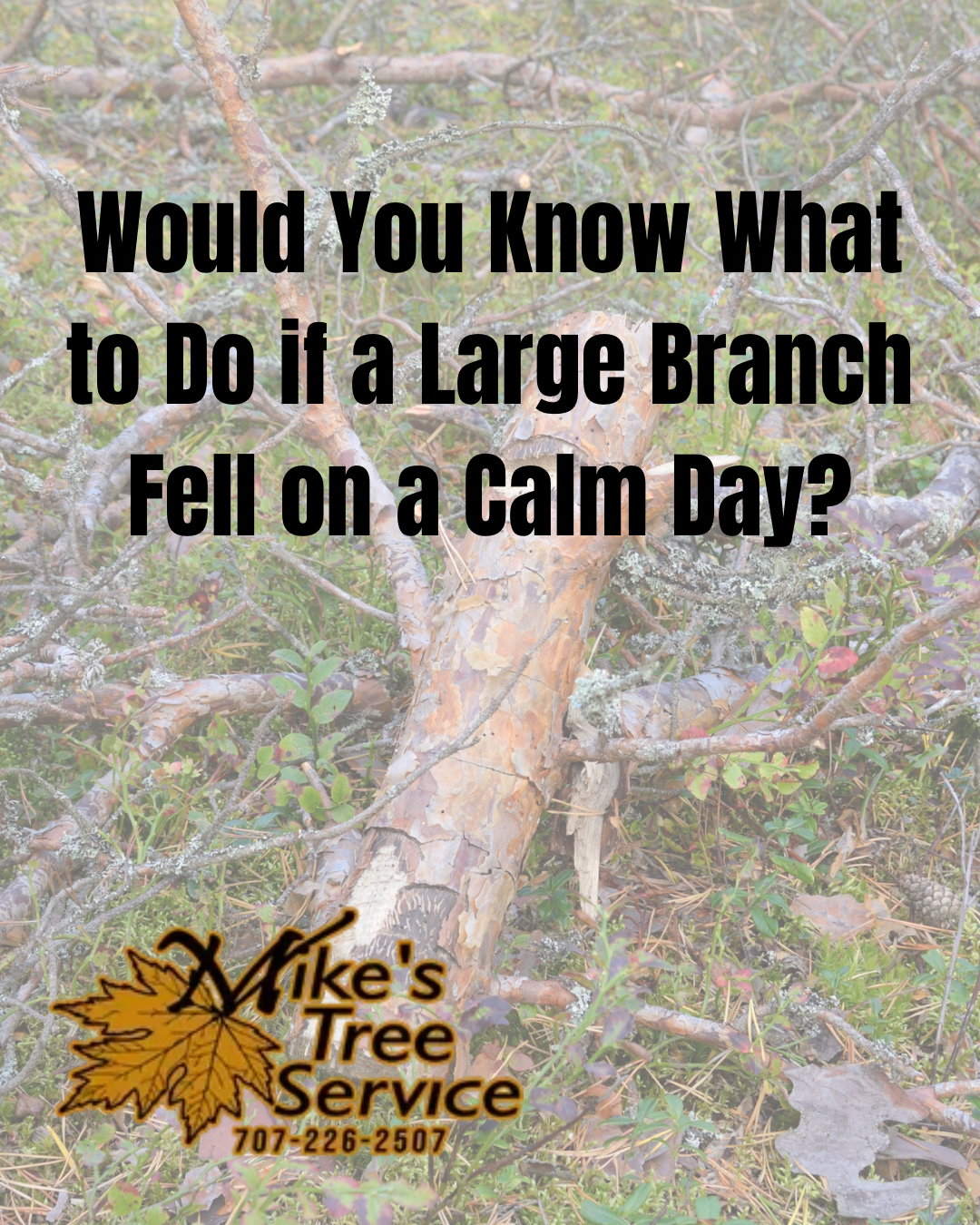 Tree service ad with fallen branch on a calm day and the text, “Would You Know What to Do?”