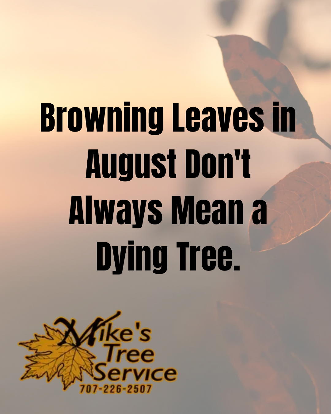 Tree service ad: “Browning Leaves in August Don’t Always Mean a Dying Tree.” Autumn leaves background.