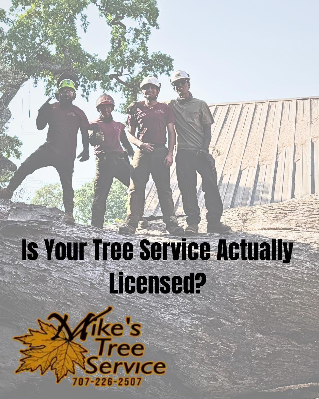 Tree service ad over cracked tree trunks asks, “Can a Cracked Tree Still Be Saved?”