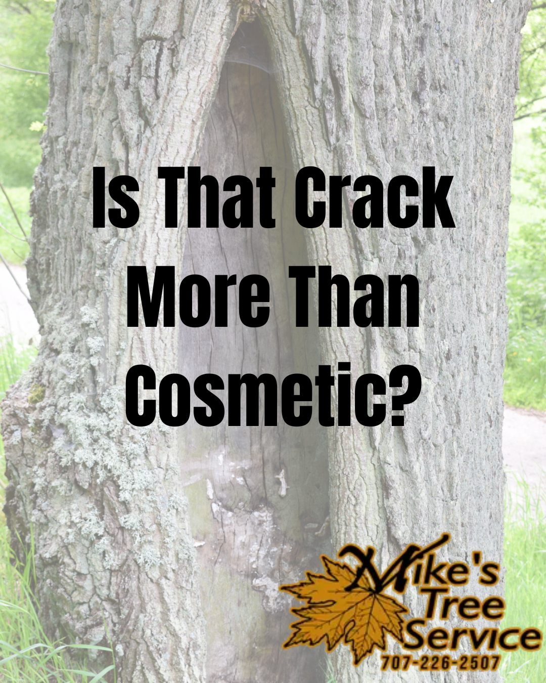 Tree trunk with a large crack and overlaid text: “Is That Crack More Than Cosmetic?”