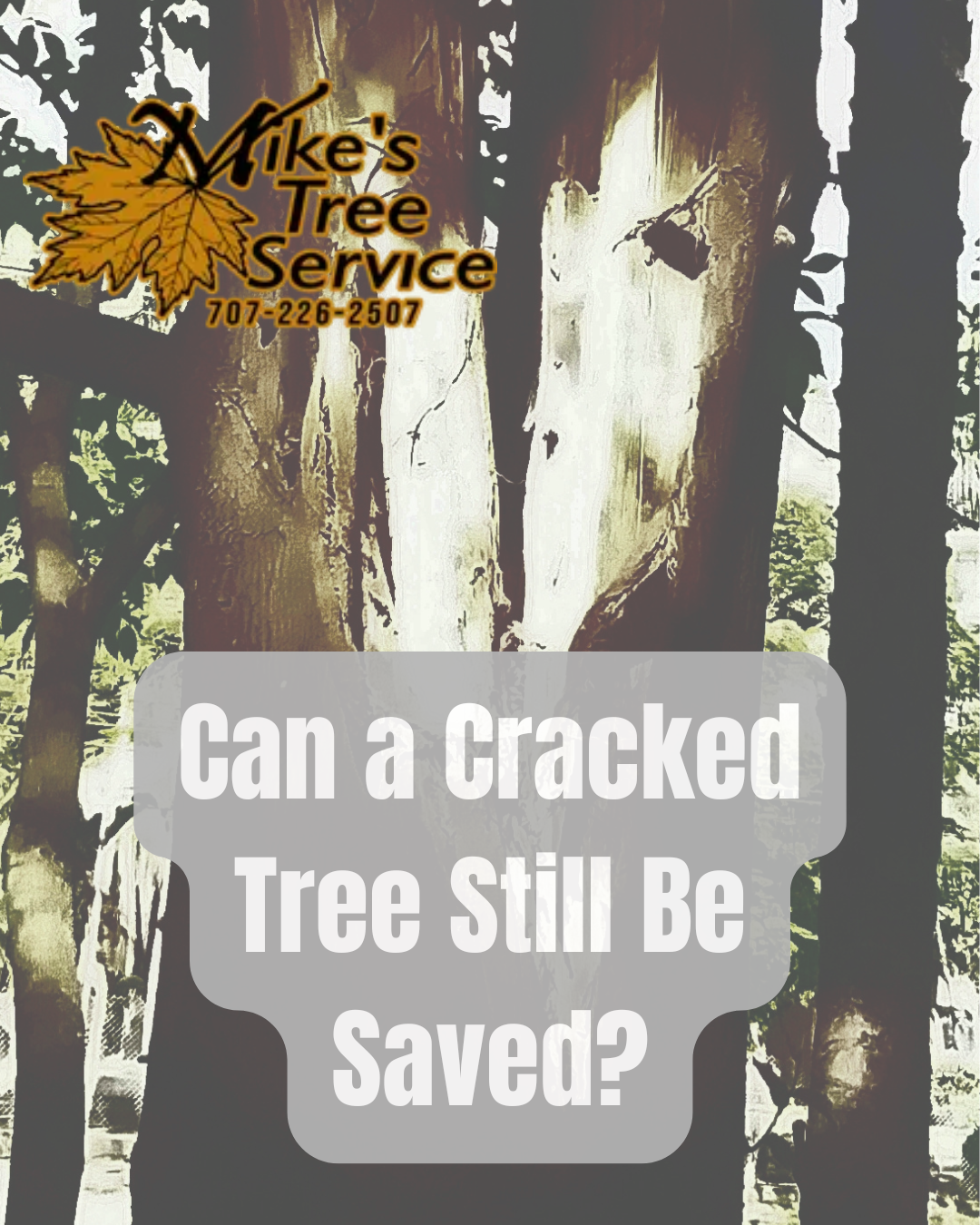 Tree service ad over cracked tree trunks asks, “Can a Cracked Tree Still Be Saved?”