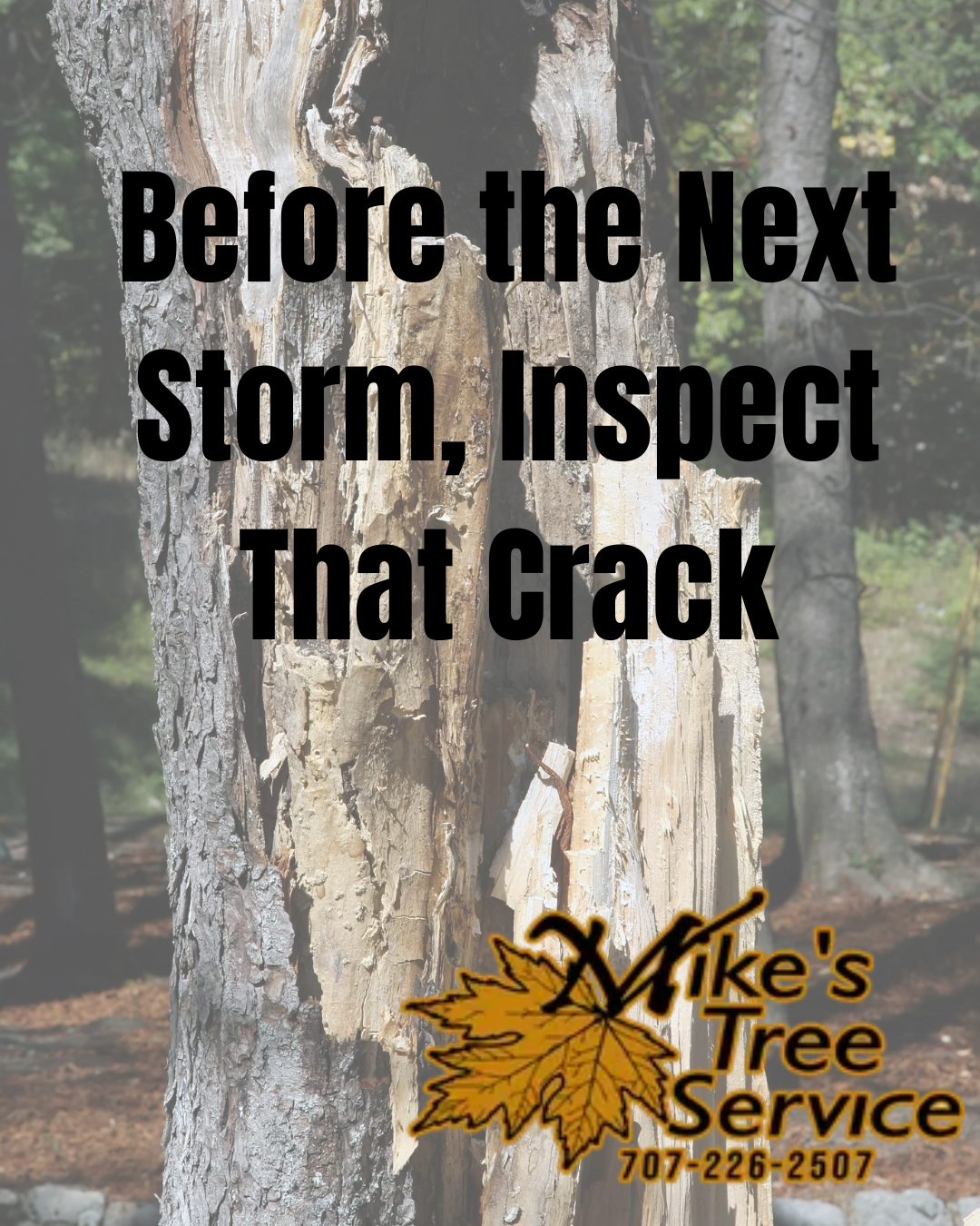 Tree trunk with a crack and text: “Before the Next Storm, Inspect That Crack,” with Mike’s Tree Service logo.