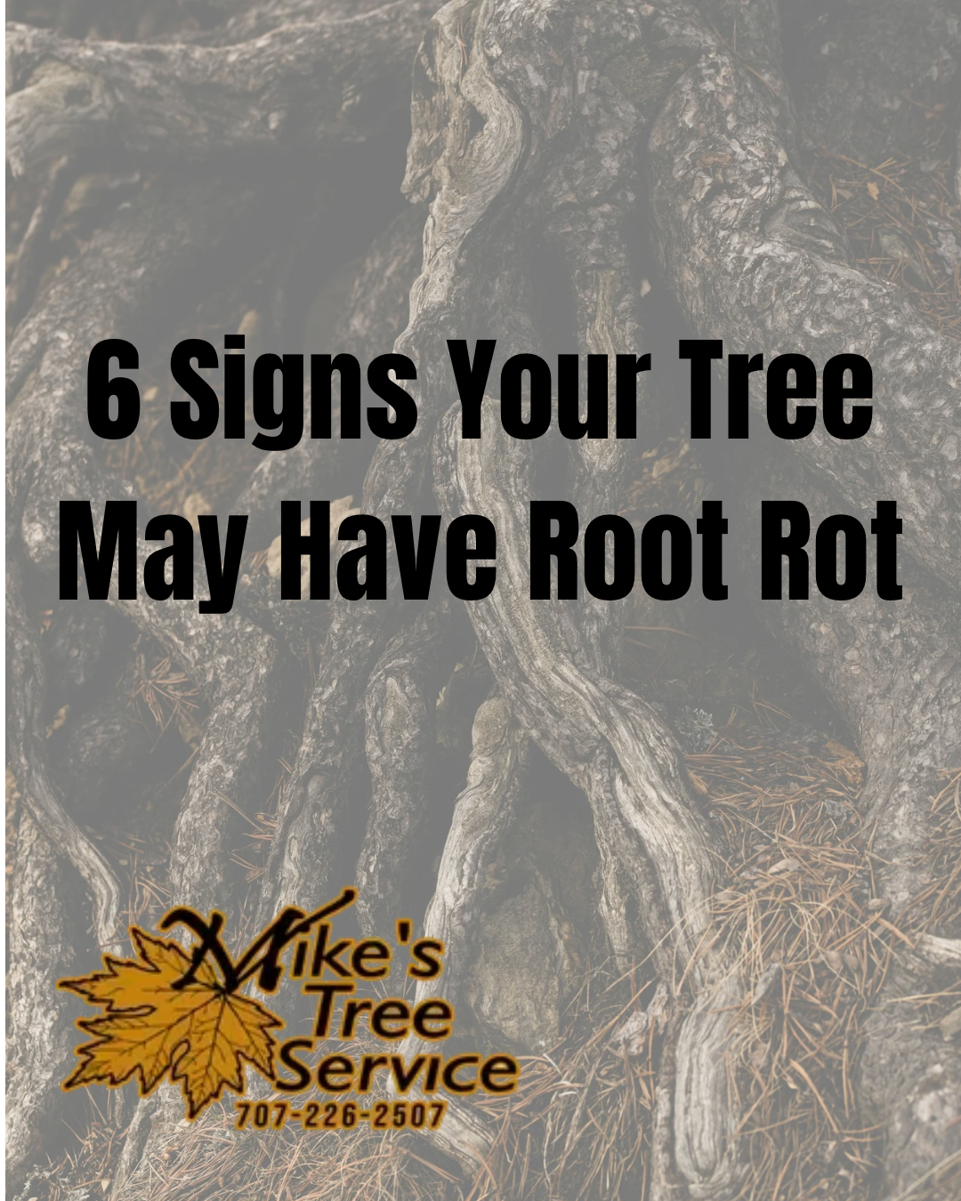 Poster with tree roots and text: “6 Signs Your Tree May Have Root Rot,” with Mike’s Tree Service logo.