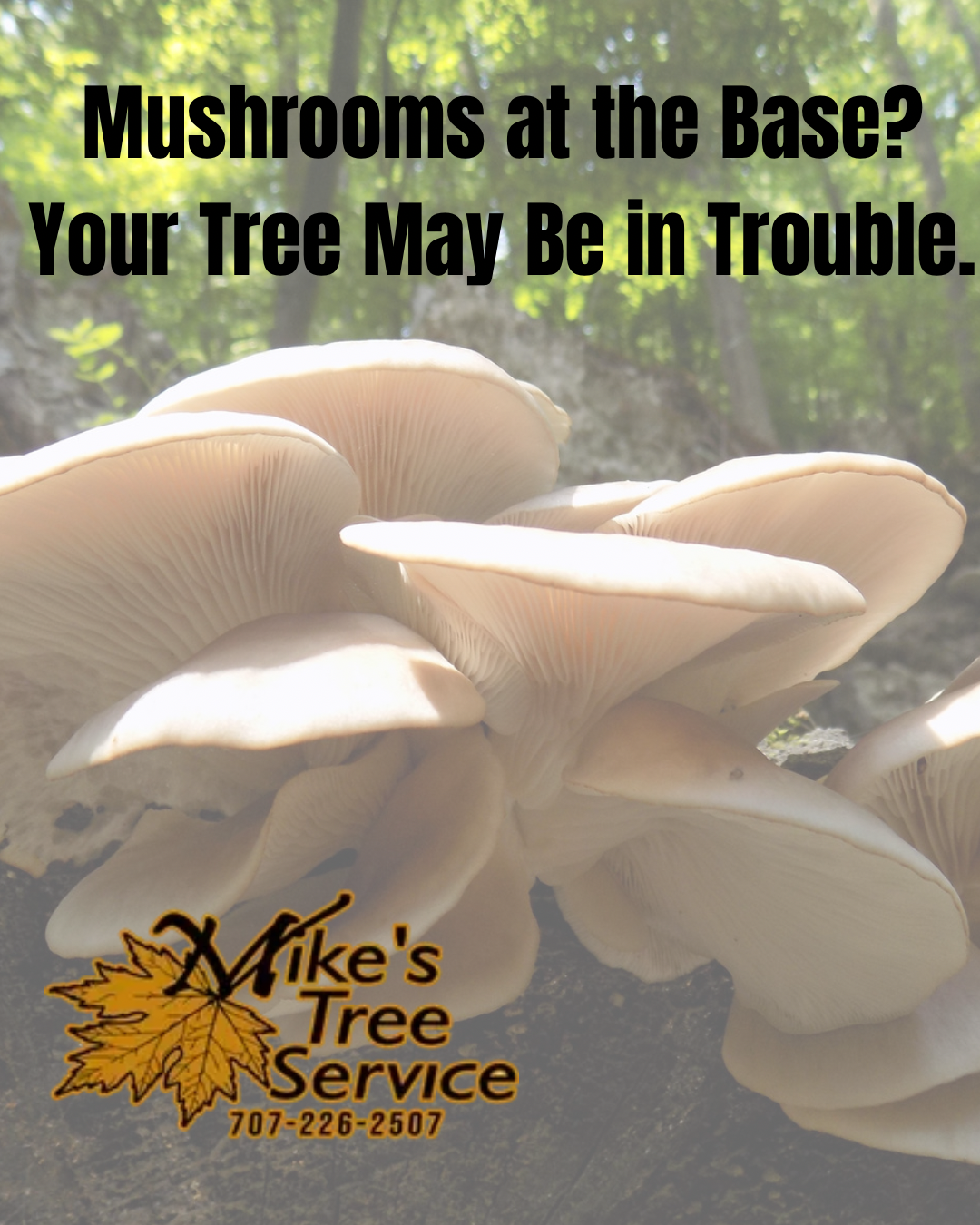 White mushrooms at a tree base with text warning, “Your tree may be in trouble.”