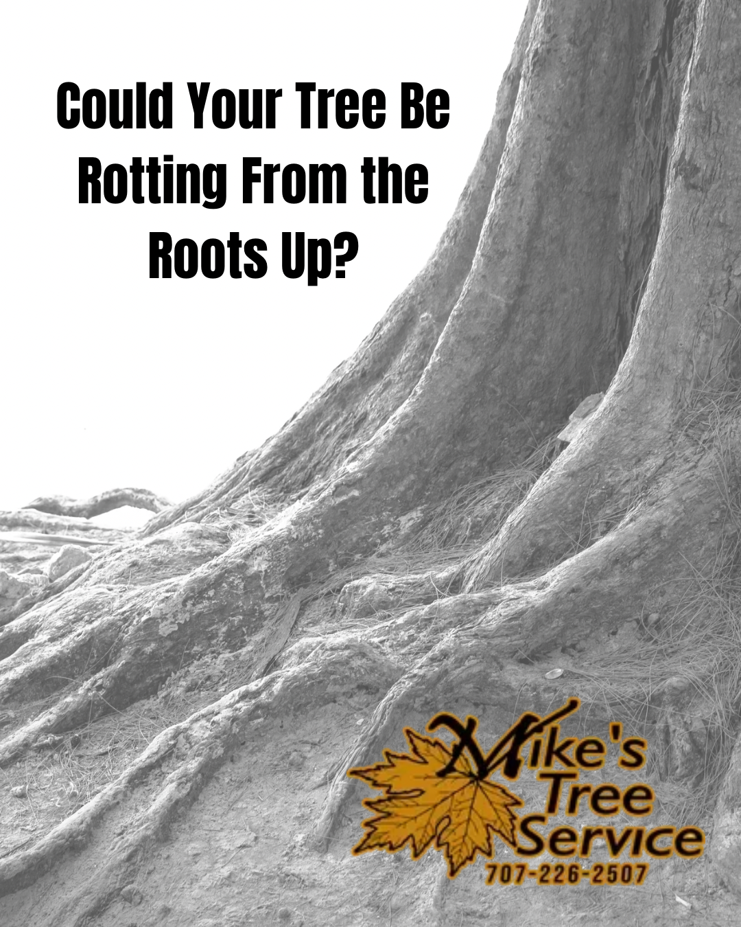 Tree service ad showing a large tree trunk with the text “Could Your Tree Be Rotting From the Roots Up?”