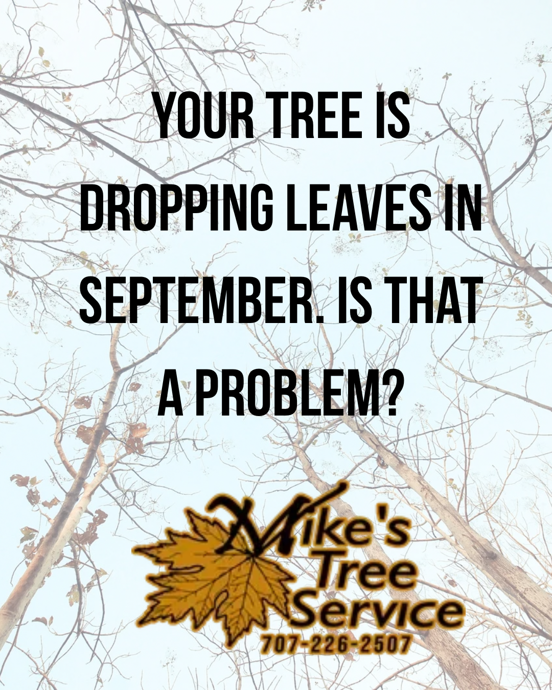 Your tree is dropping leaves in September. Is that a problem? Mike’s Tree Service