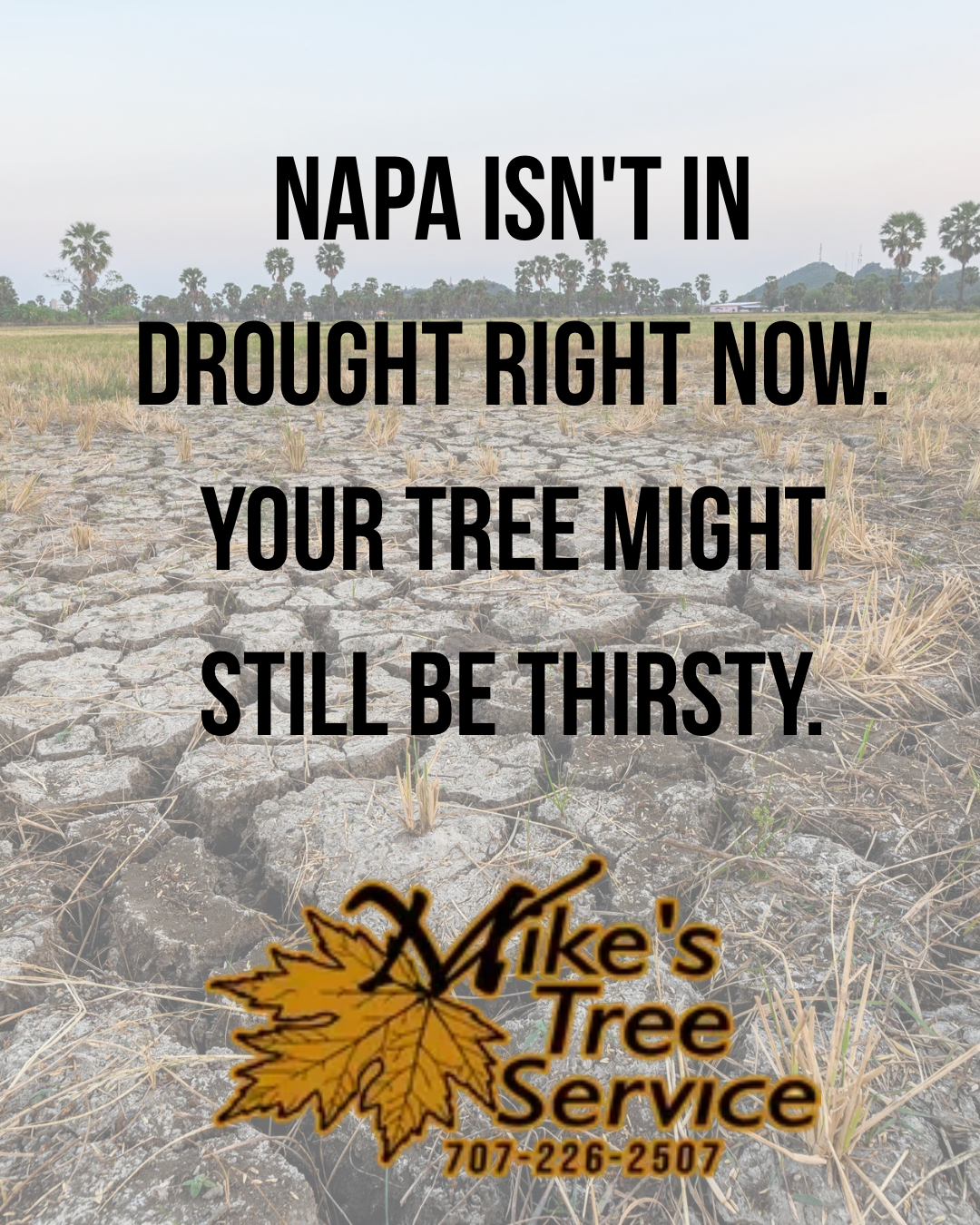 NAPA ISN’T IN DROUGHT RIGHT NOW. YOUR TREE MIGHT STILL BE THIRSTY
